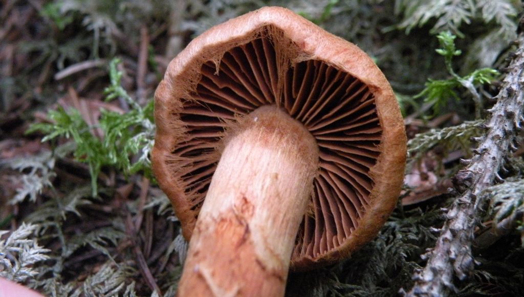 Bellissimo Cortinarius